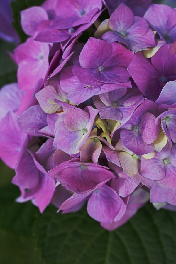Hydrangea Flower Wonderful Pinks  by Joy Watson
